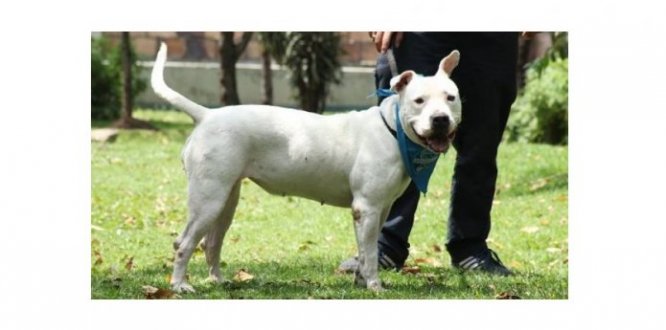 Imagen de perro pitbull