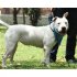 Imagen de perro pitbull